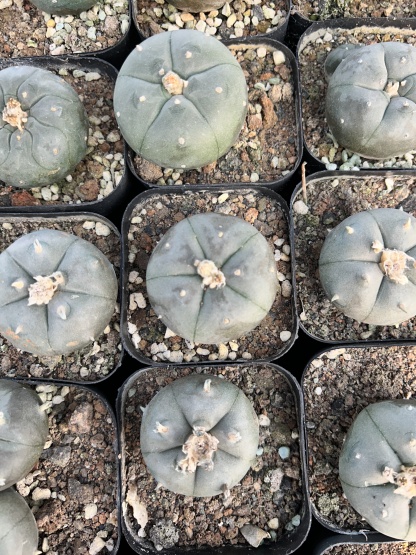 200pcs seedling  Lophophora williamsii