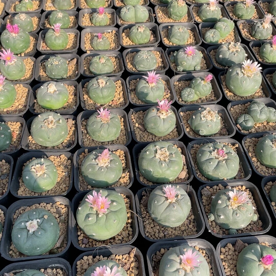 1.5-14cm Lophophora fricii