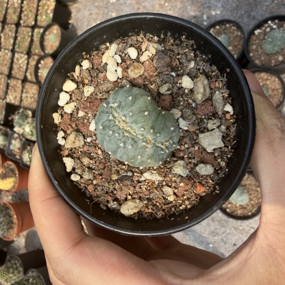 2-6cm Lophophora fricii  variegated （all kinds of）