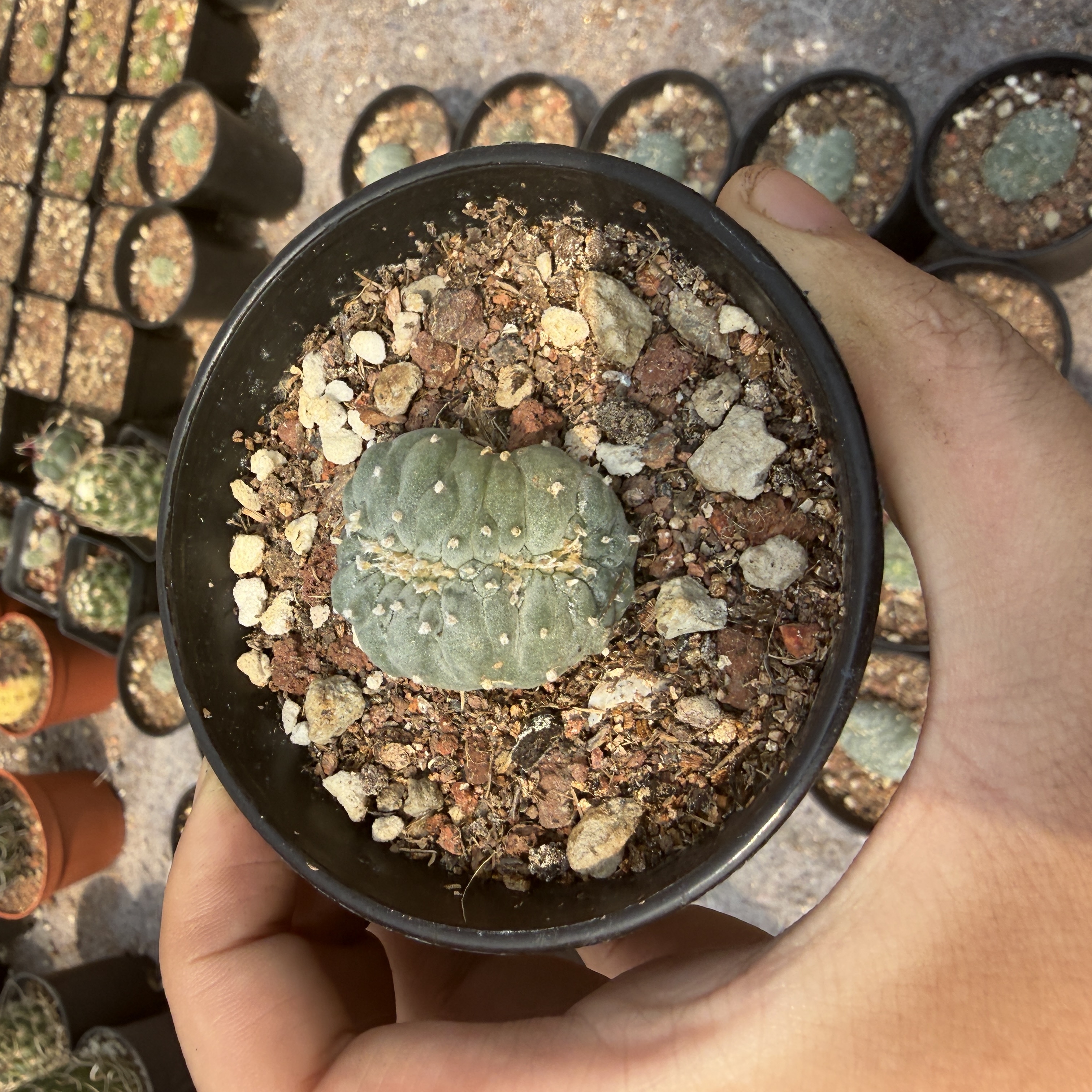 2-6cm Lophophora fricii  variegated （all kinds of）