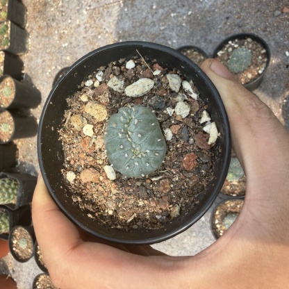 2-6cm Lophophora fricii  variegated （all kinds of）