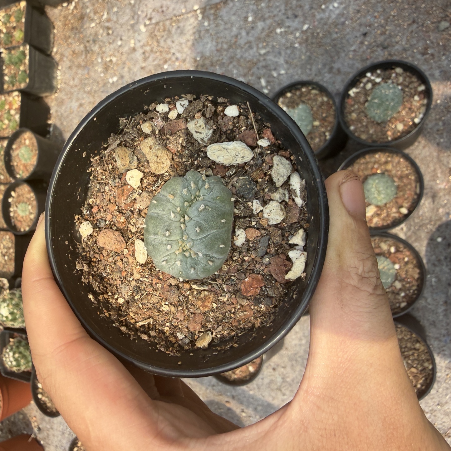 2-6cm Lophophora fricii  variegated （all kinds of）