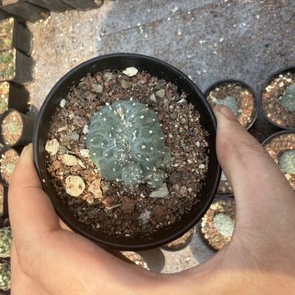 2-6cm Lophophora fricii  variegated （all kinds of）