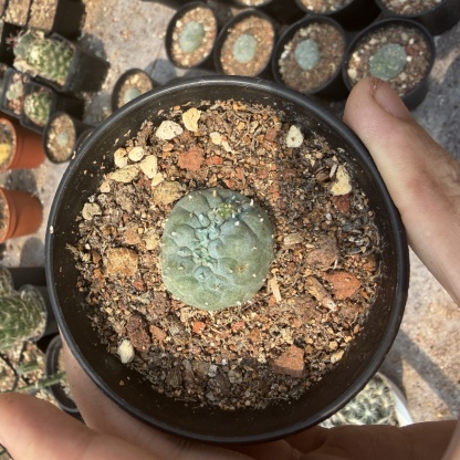 2-6cm Lophophora fricii  variegated （all kinds of）