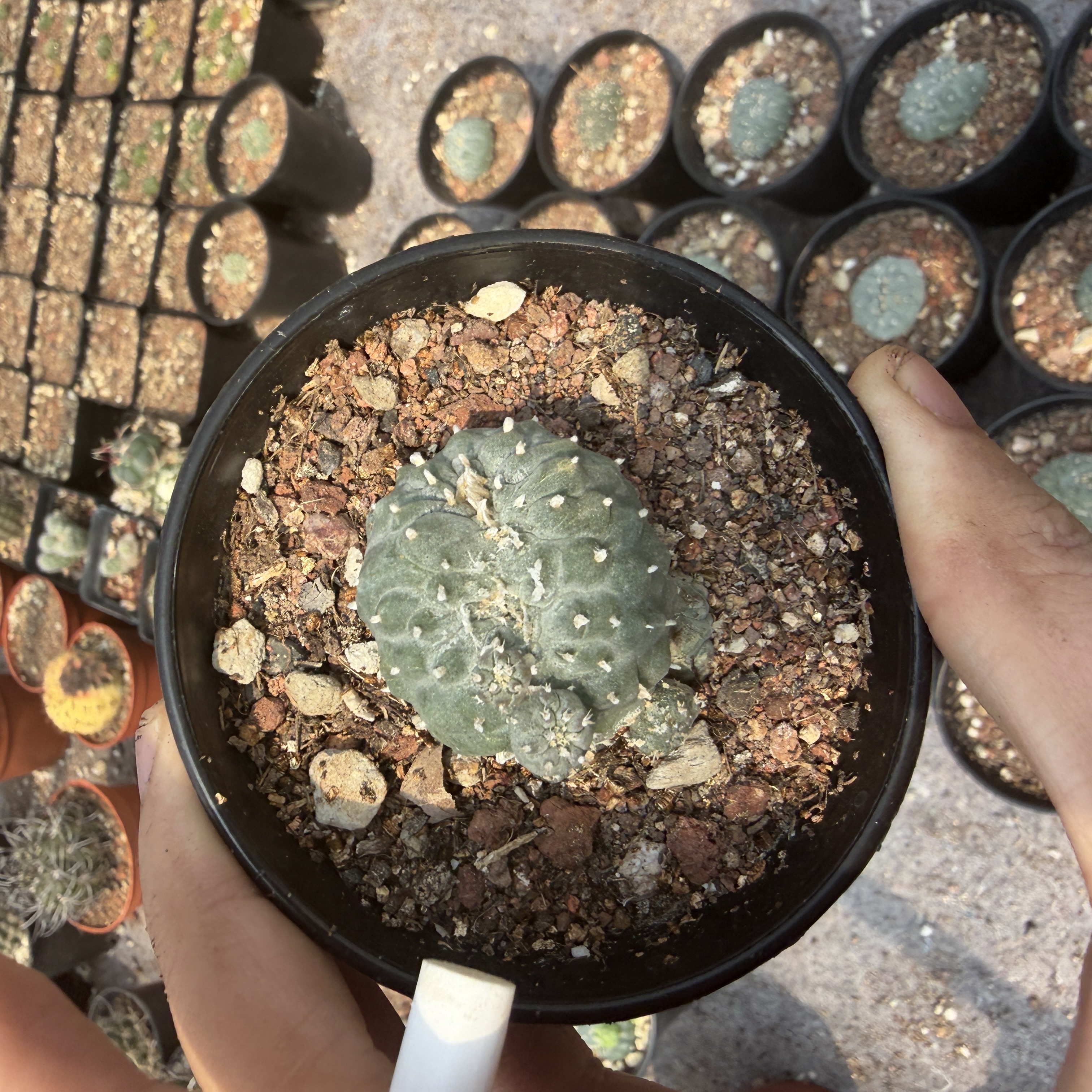 2-6cm Lophophora fricii  variegated （all kinds of）