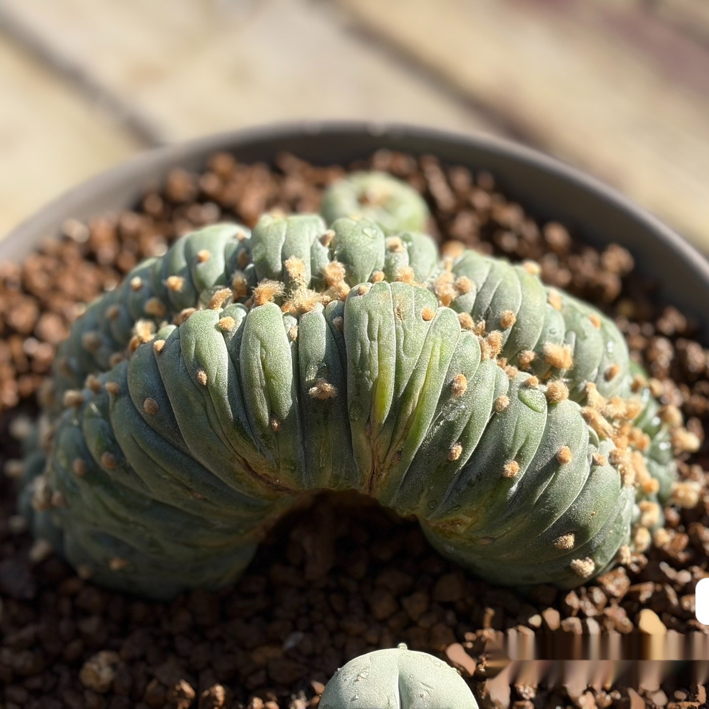 2-6cm Lophophora fricii  variegated （all kinds of）