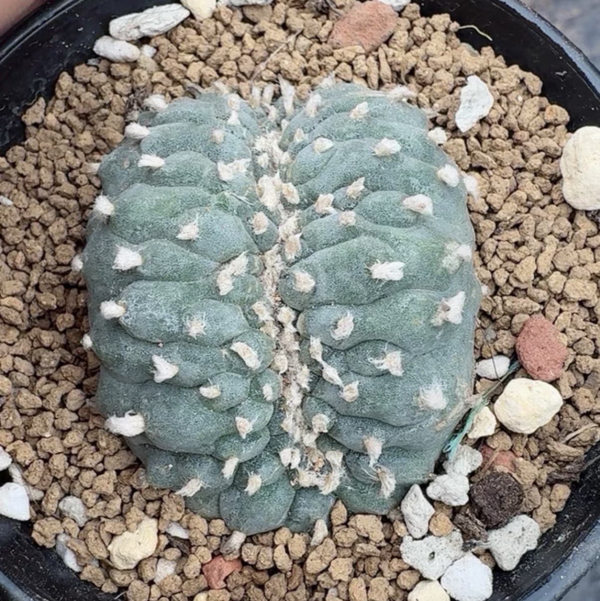 2-6cm Lophophora fricii  variegated （all kinds of）