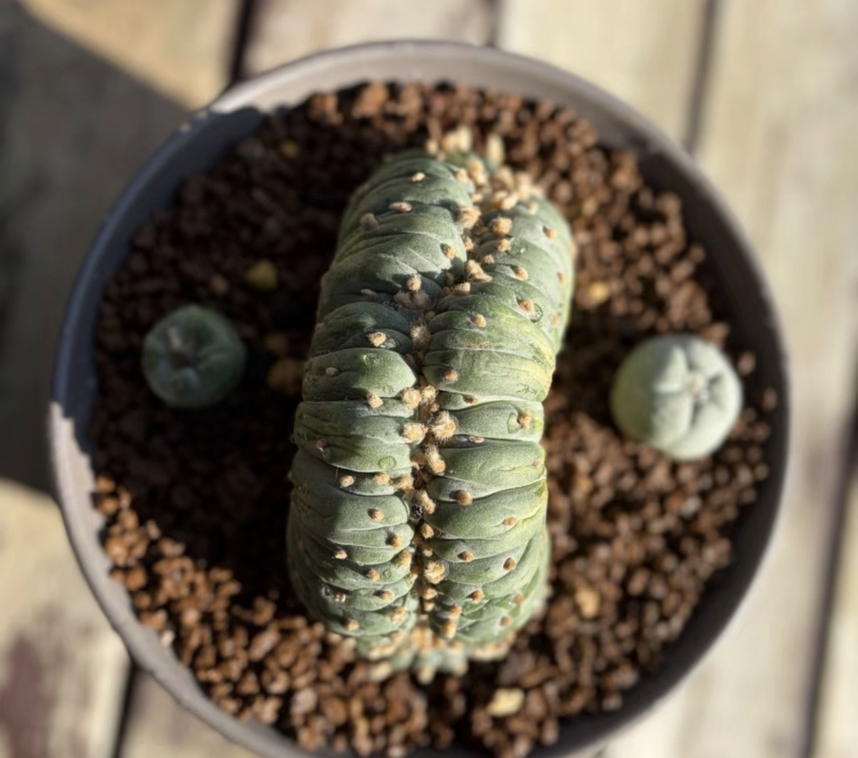 2-6cm Lophophora fricii  variegated （all kinds of）
