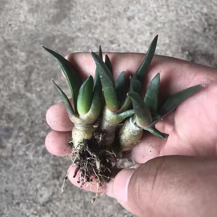 1.5-5cm Ariocarpus （hybridization ）