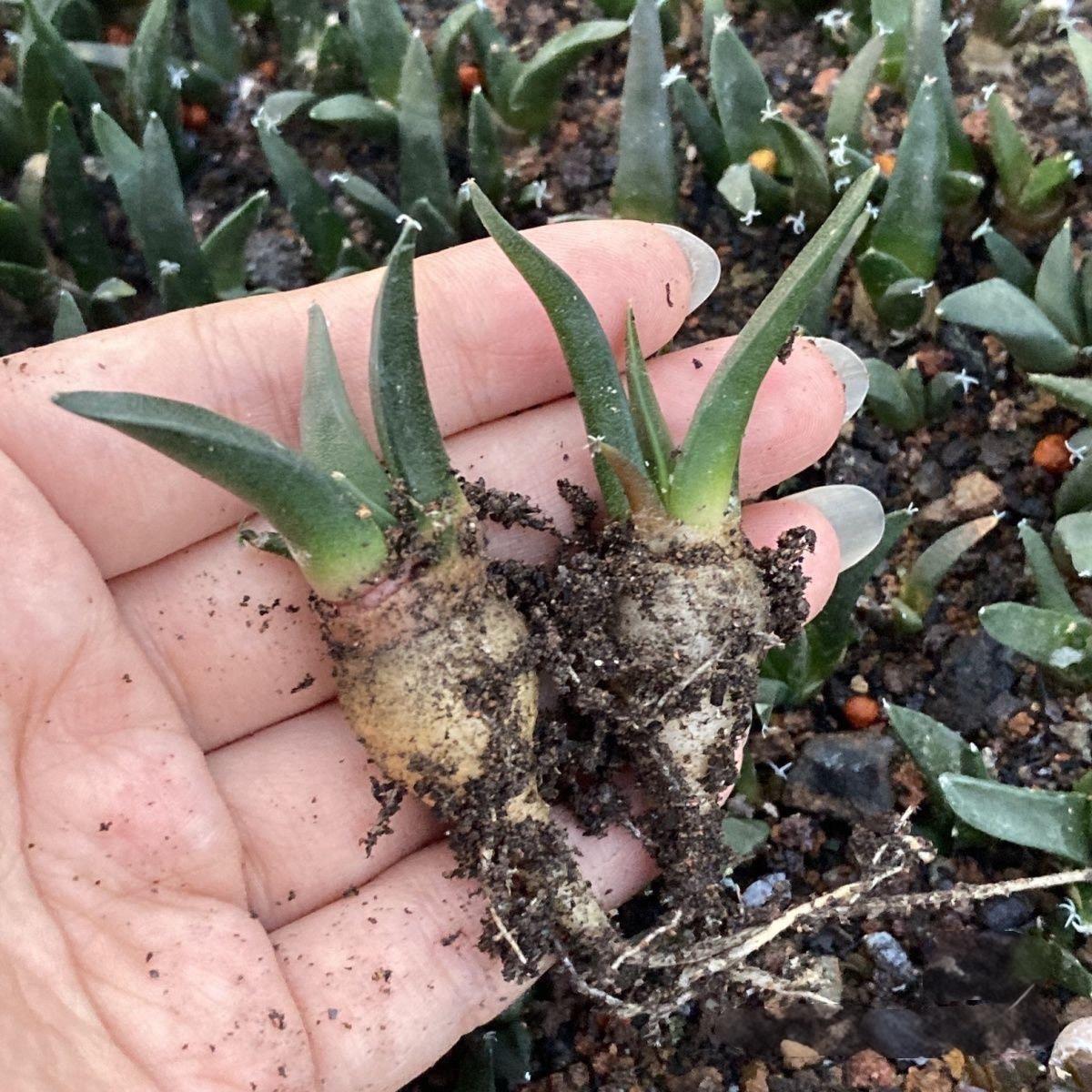 1.5-5cm Ariocarpus （hybridization ）