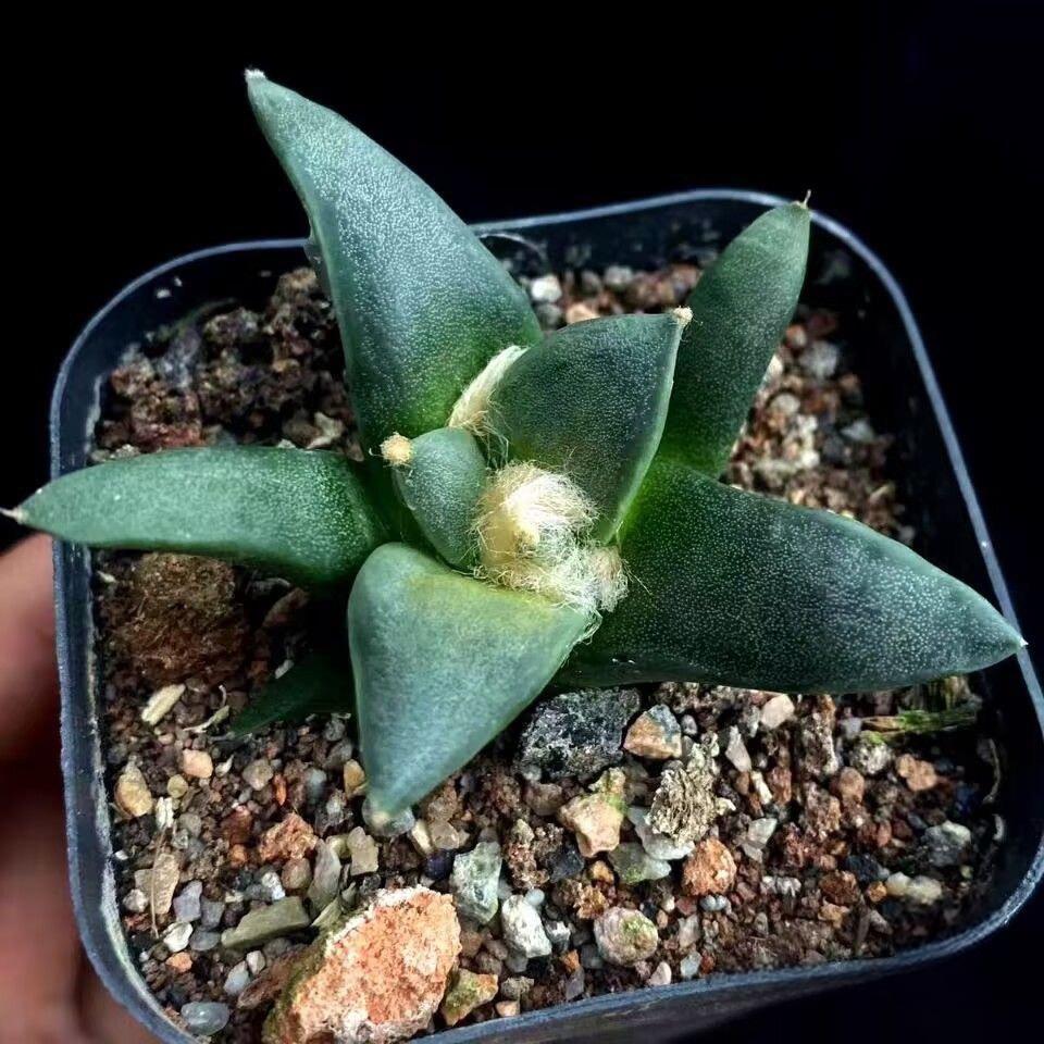 1.5-5cm Ariocarpus （hybridization ）