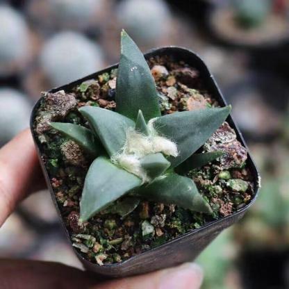 1.5-5cm Ariocarpus （hybridization ）