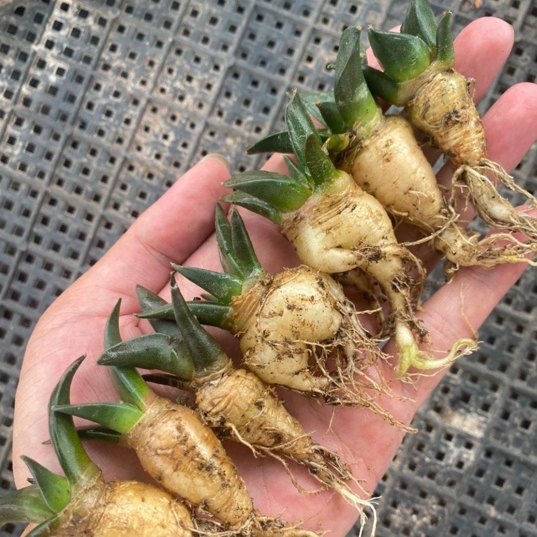 1.5-5cm Ariocarpus （hybridization ）