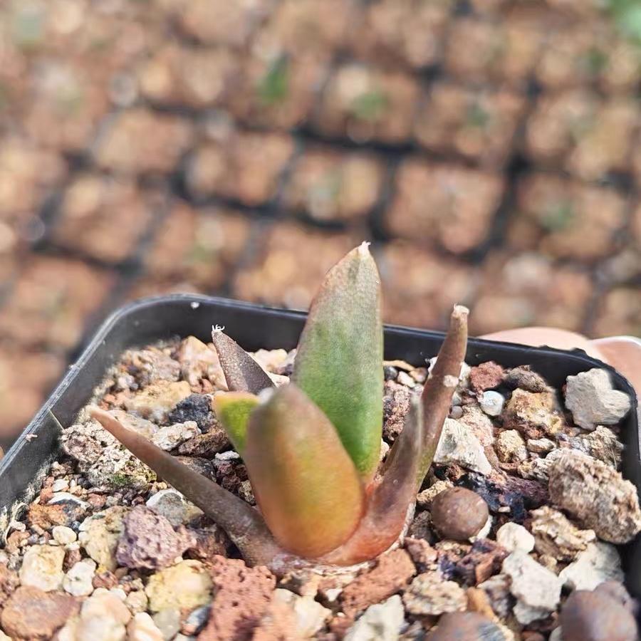 1.5-5cm Ariocarpus （hybridization ）