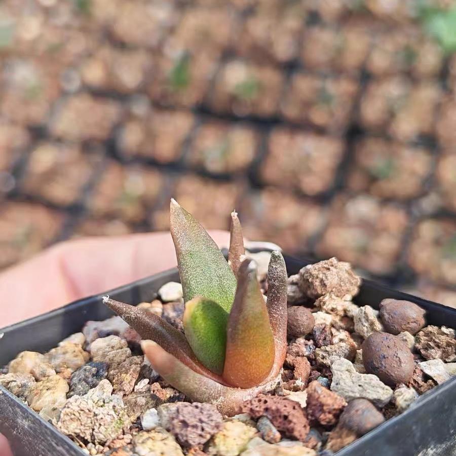 1.5-5cm Ariocarpus （hybridization ）