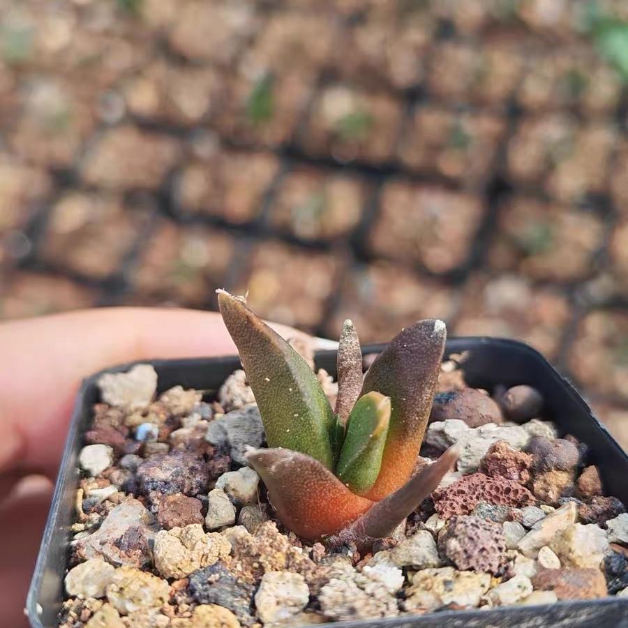 1.5-5cm Ariocarpus （hybridization ）