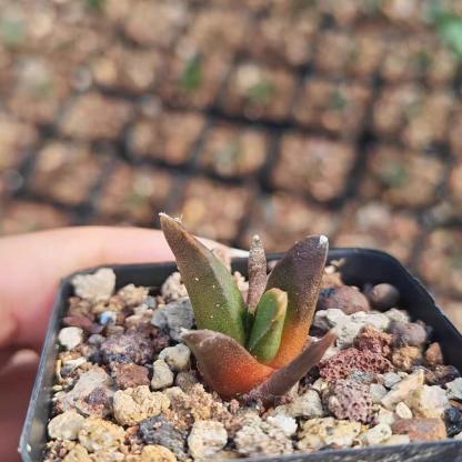 1.5-5cm Ariocarpus （hybridization ）