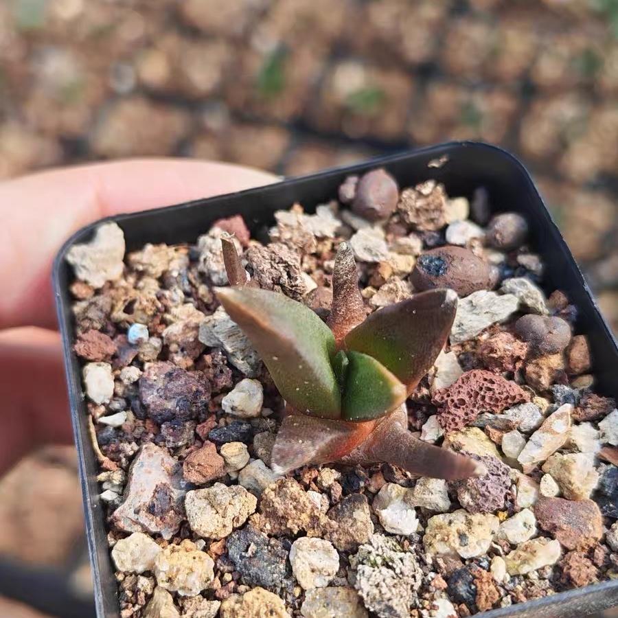 1.5-5cm Ariocarpus （hybridization ）