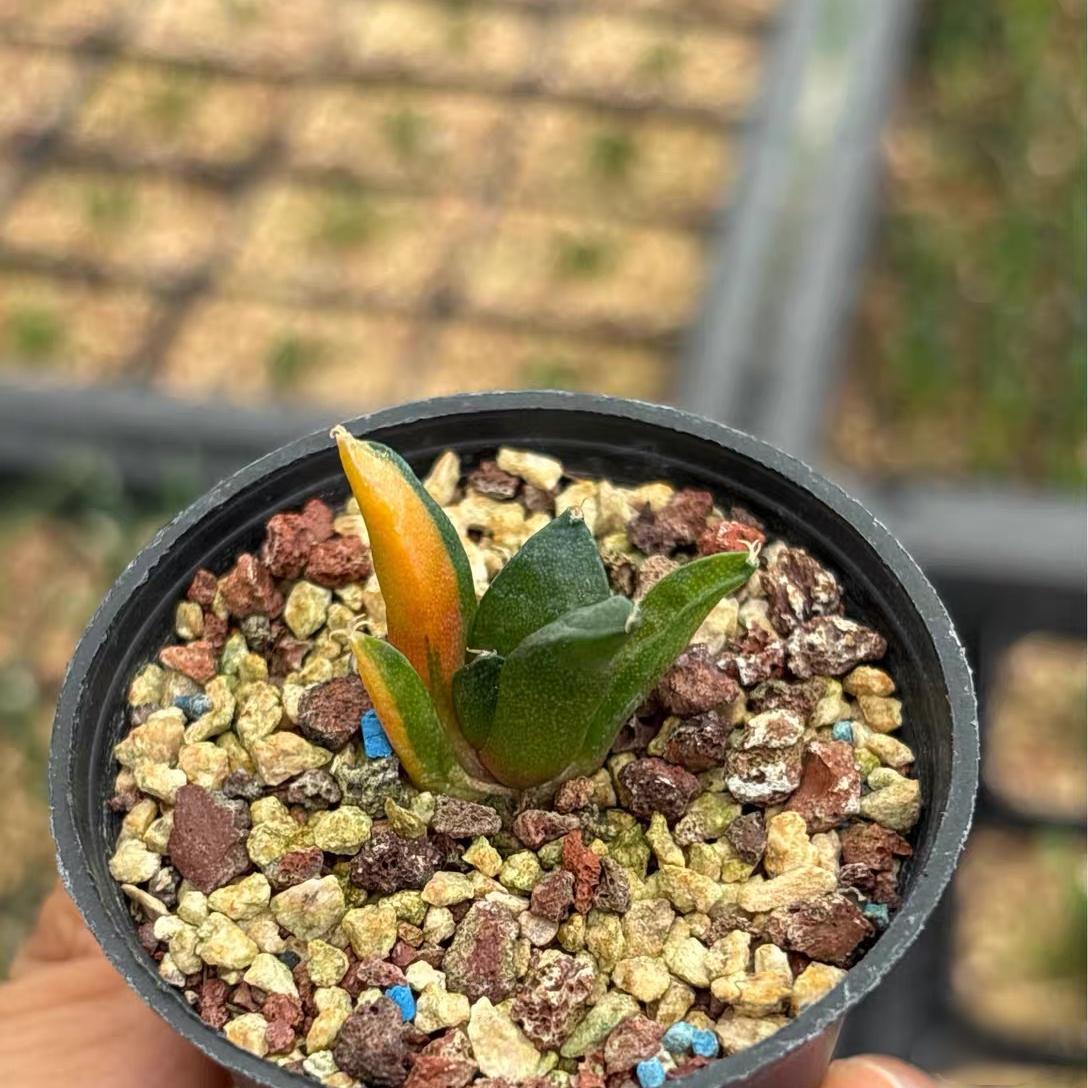 1.5-2cm Ariocarpus （hybridization variegated ）