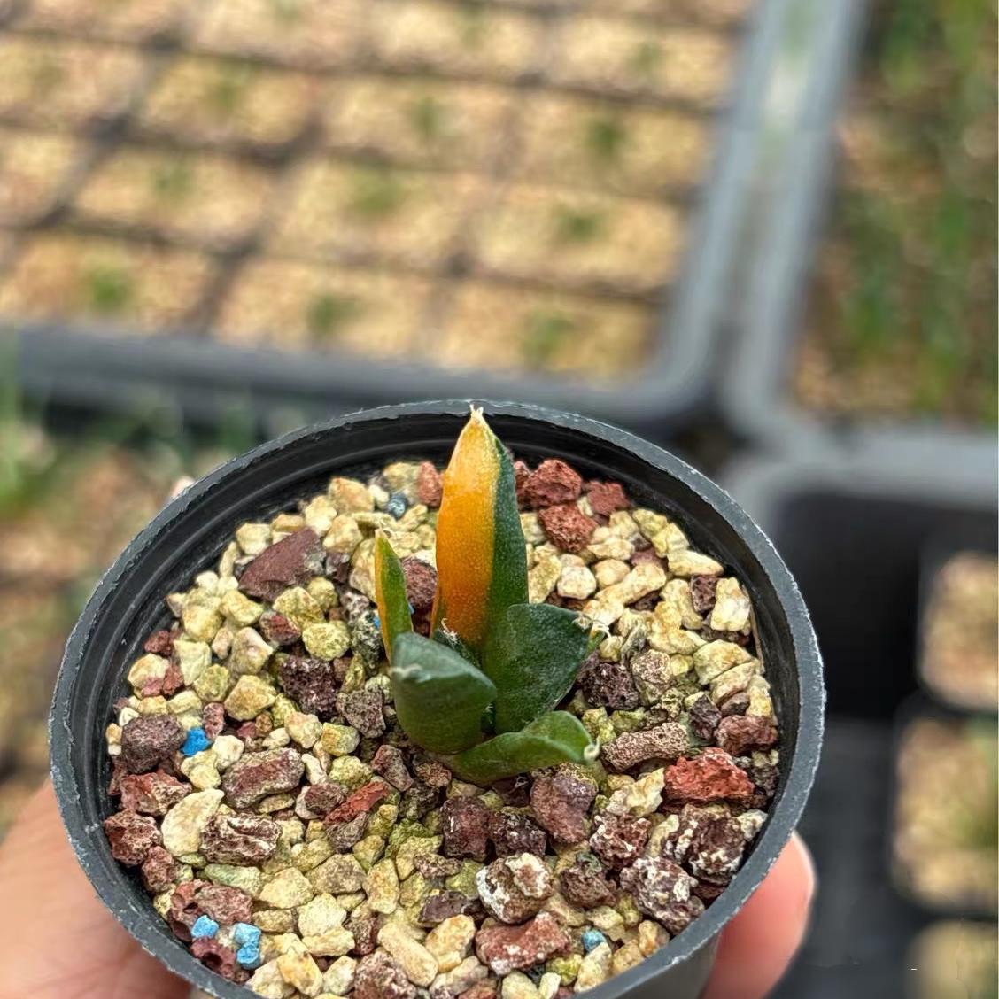 1.5-2cm Ariocarpus （hybridization variegated ）