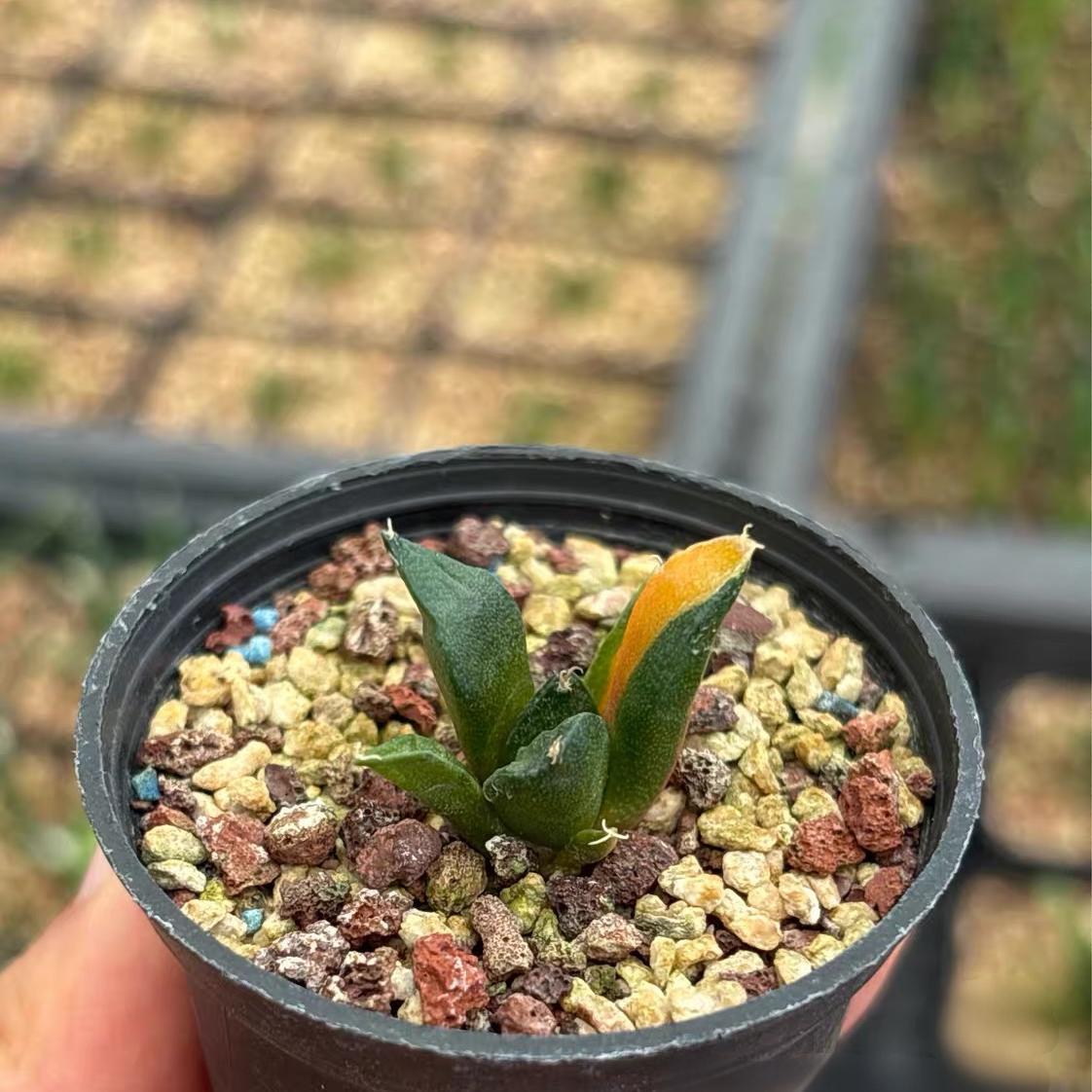 1.5-2cm Ariocarpus （hybridization variegated ）
