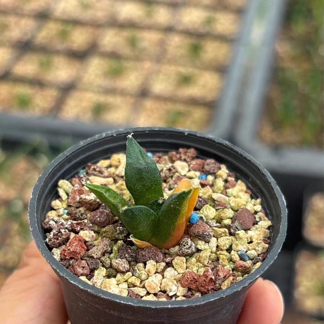 1.5-2cm Ariocarpus （hybridization variegated ）