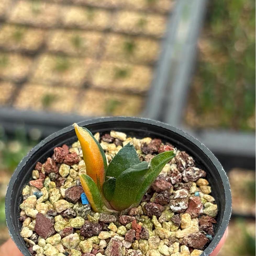 1.5-5cm Ariocarpus （hybridization ）