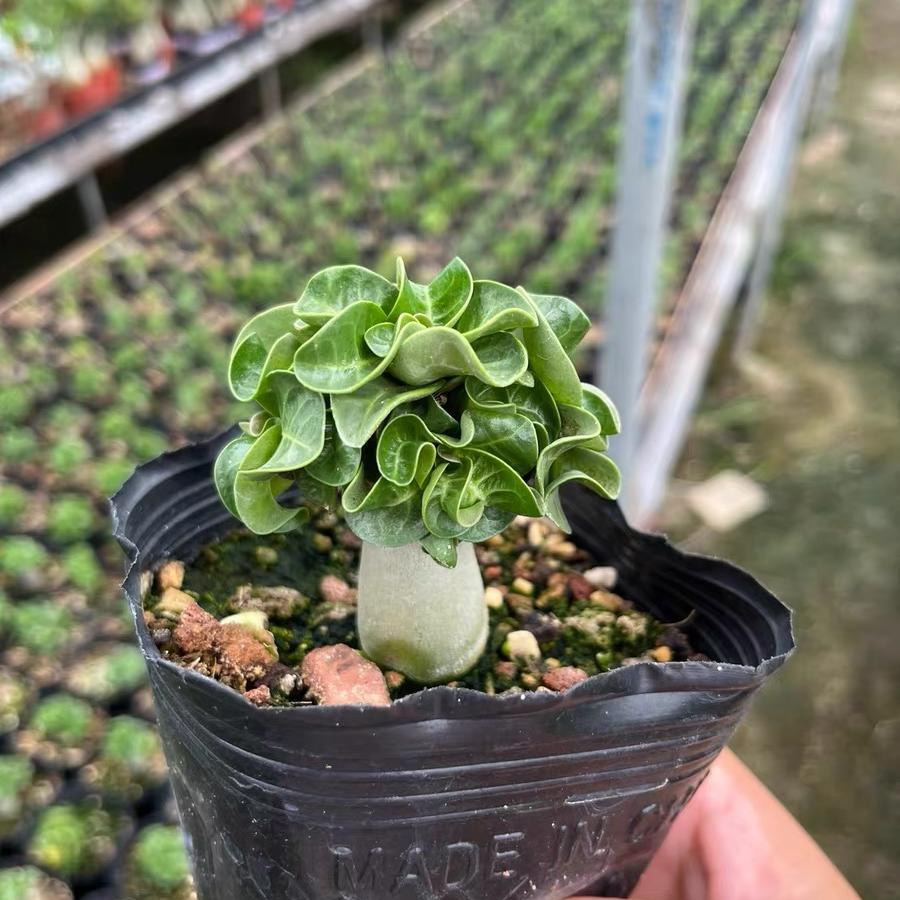 Thailand Adenium Khao “ram's horn”