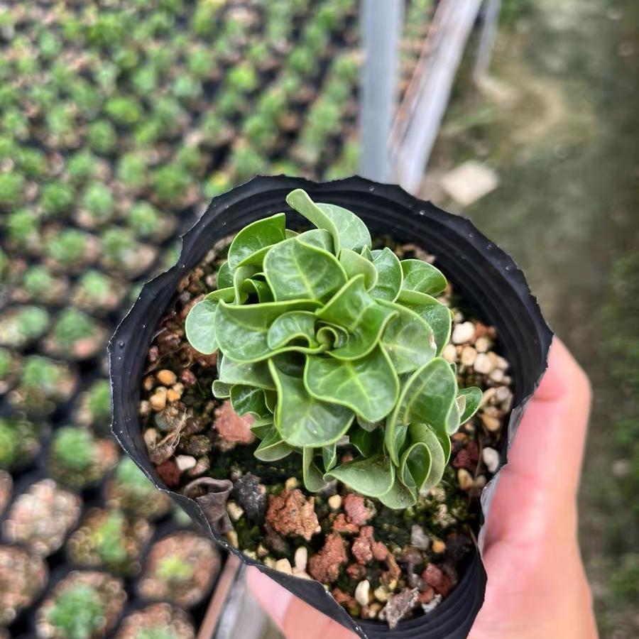 Thailand Adenium Khao “ram's horn”