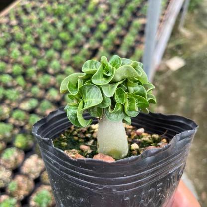 Thailand Adenium Khao “ram's horn”