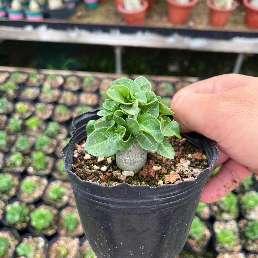 Thailand Adenium Khao “ram's horn”
