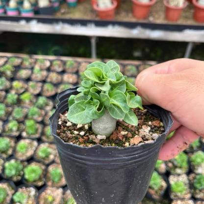 Thailand Adenium Khao “ram's horn”