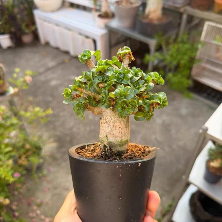 Thailand Adenium Khao “ram's horn”
