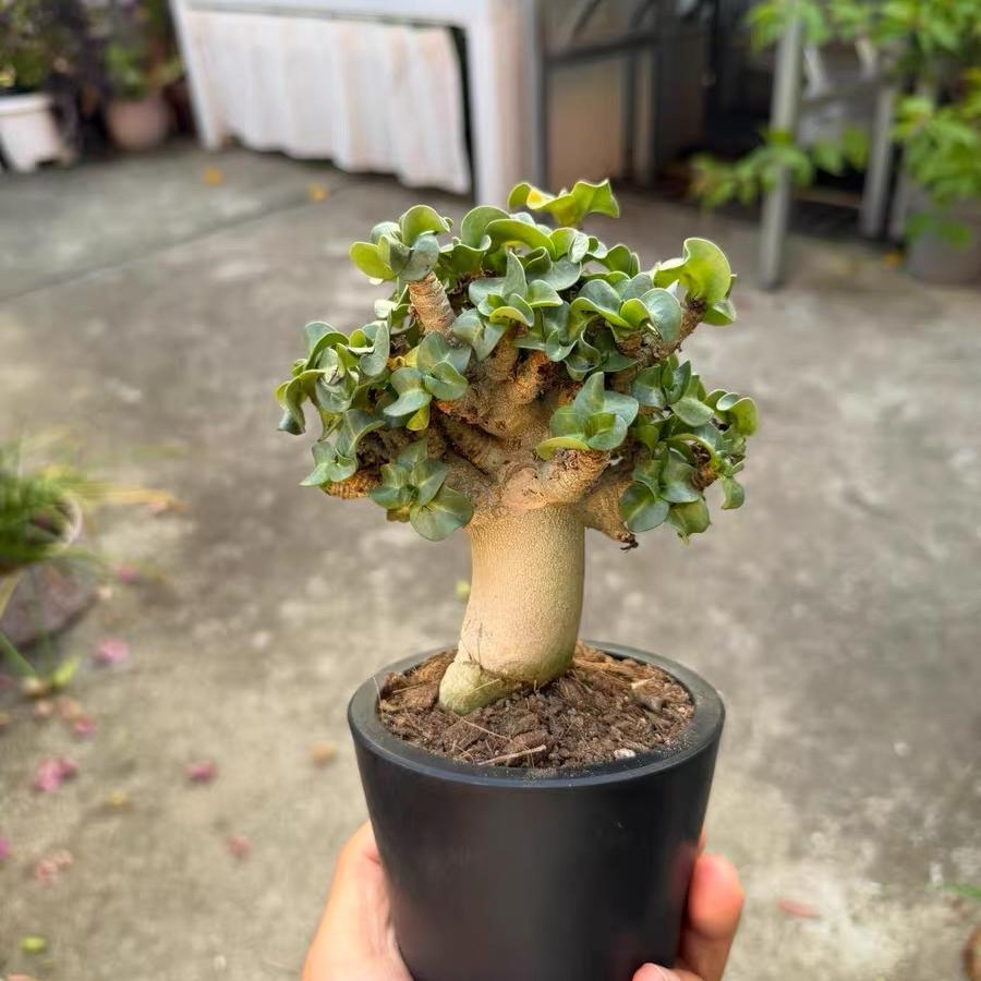 Thailand Adenium Khao “ram's horn”
