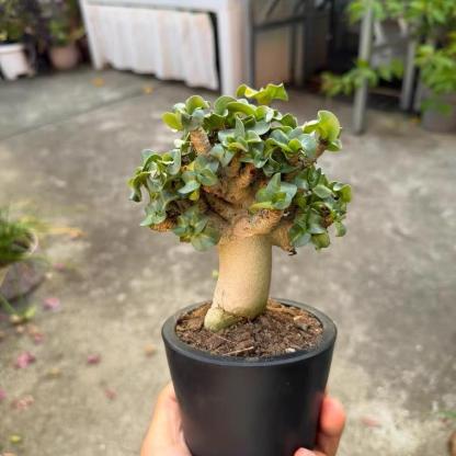 Thailand Adenium Khao “ram's horn”
