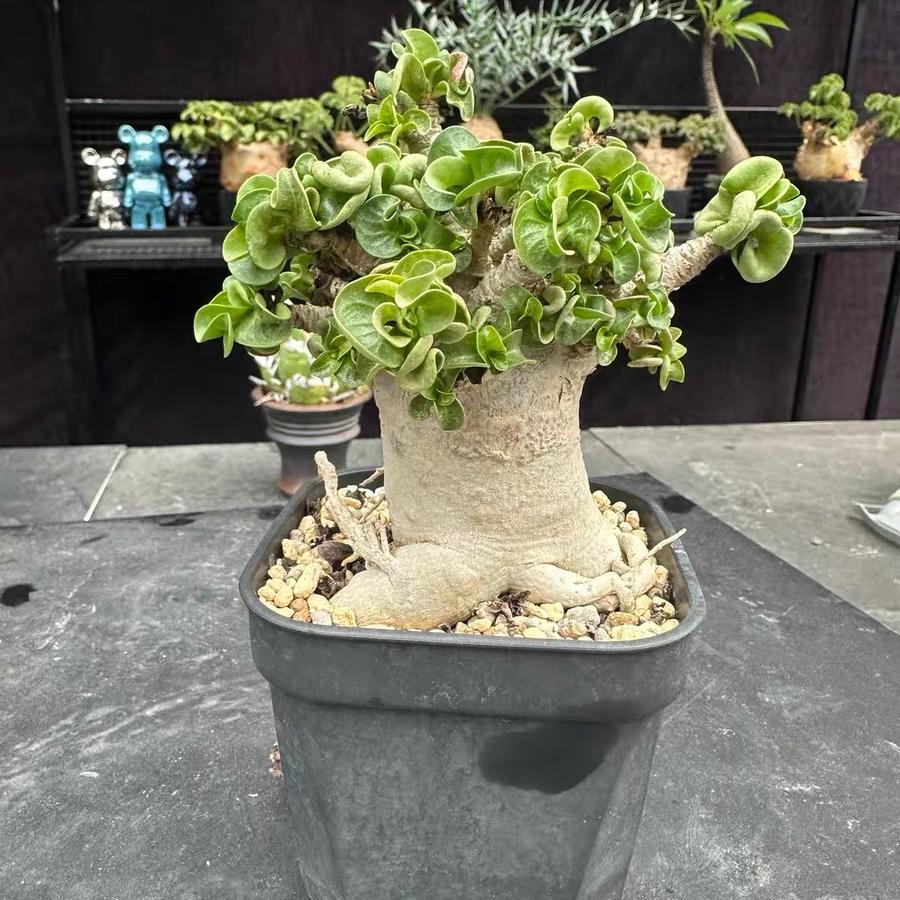 Thailand Adenium Khao “ram's horn”