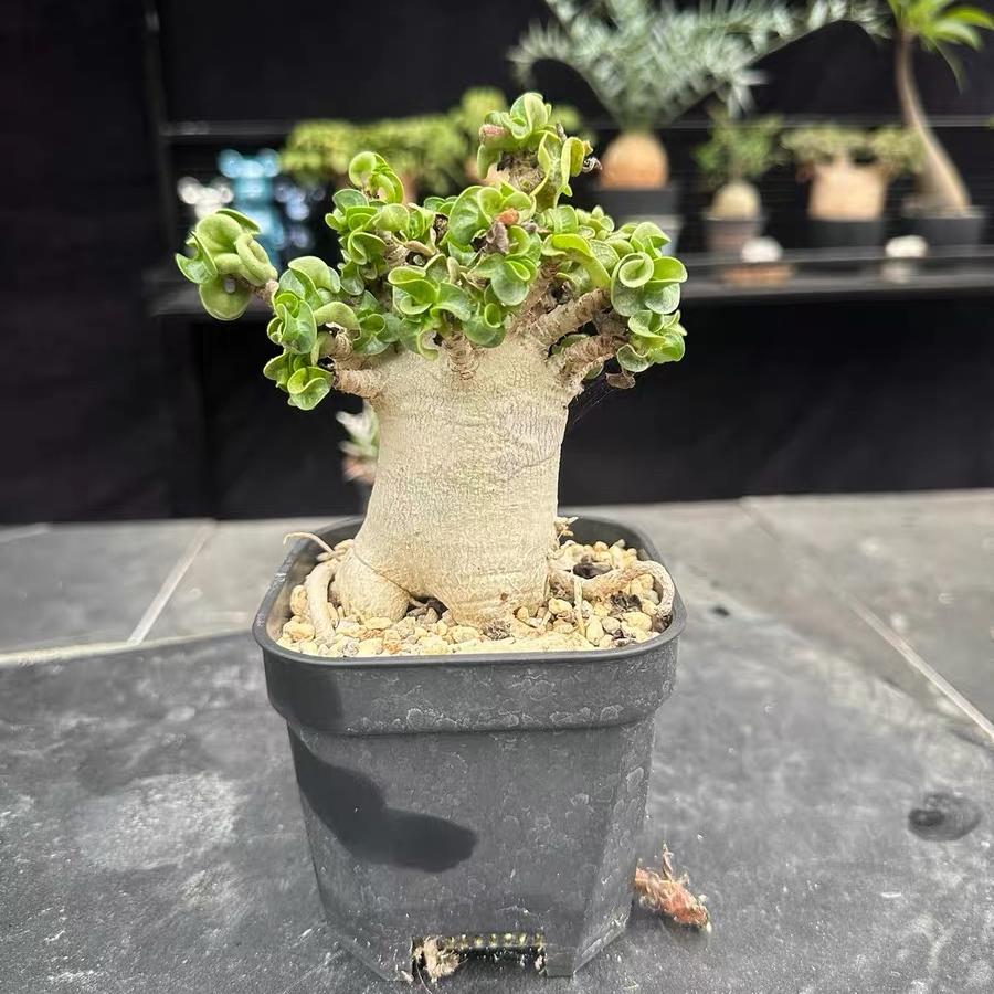 Thailand Adenium Khao “ram's horn”