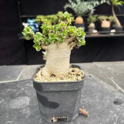 Thailand Adenium Khao “ram's horn”