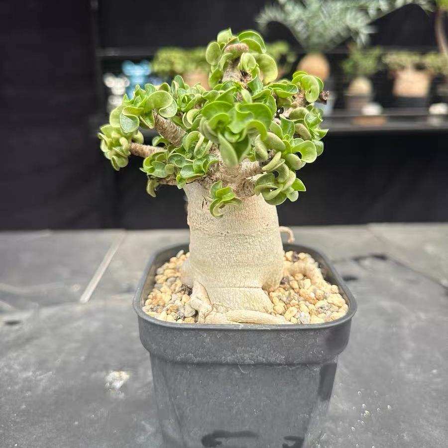 Thailand Adenium Khao “ram's horn”