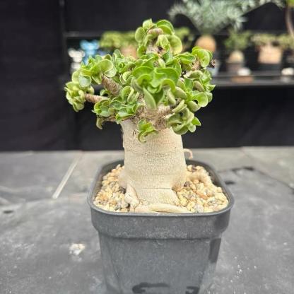 Thailand Adenium Khao “ram's horn”