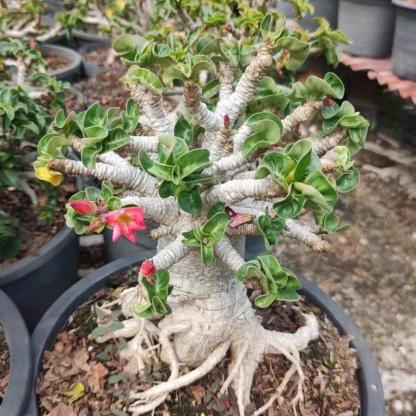 Thailand Adenium Khao “ram's horn”