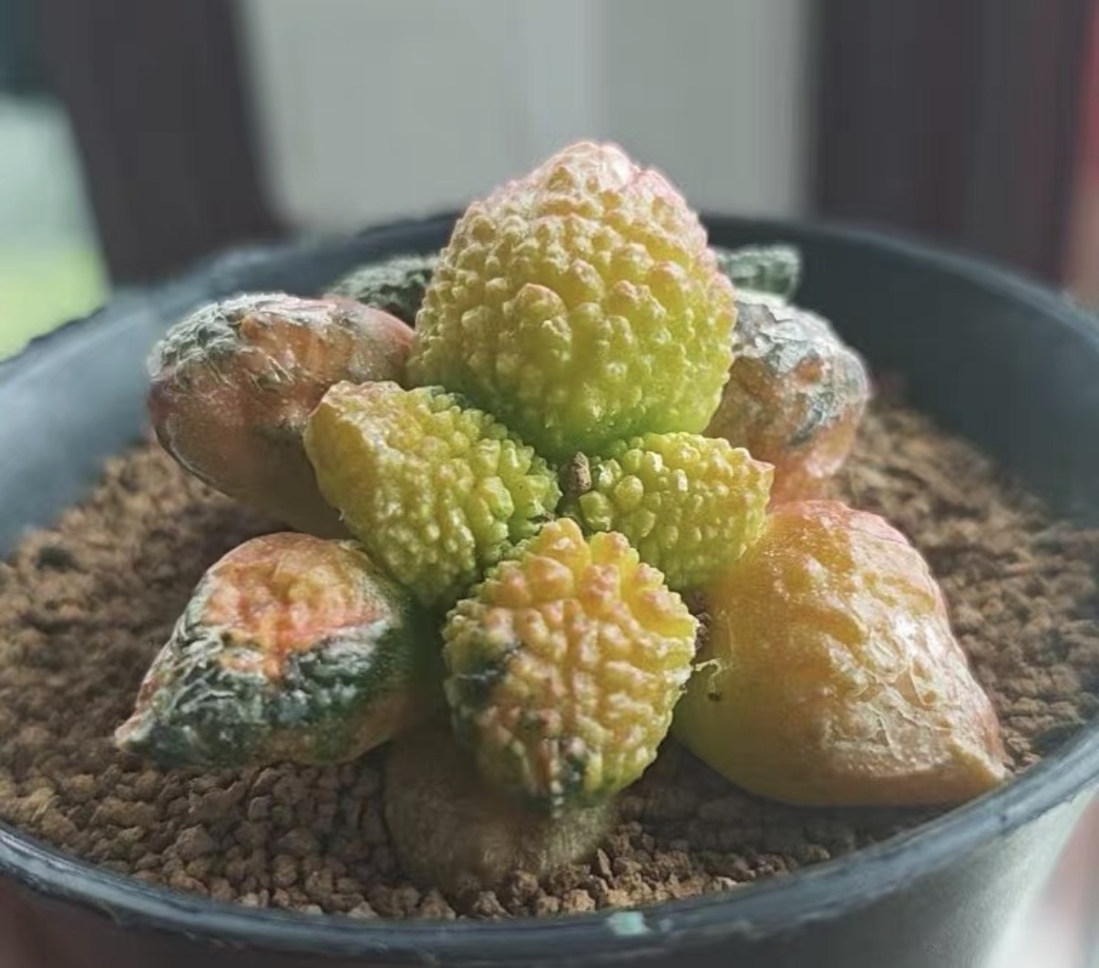 7cm Ariocarpus fissuratus cv. Godzilla variegated （Small beard root）