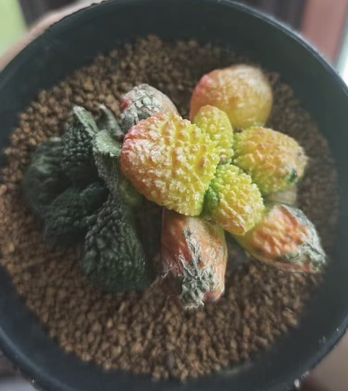 7cm Ariocarpus fissuratus cv. Godzilla variegated （Small beard root）
