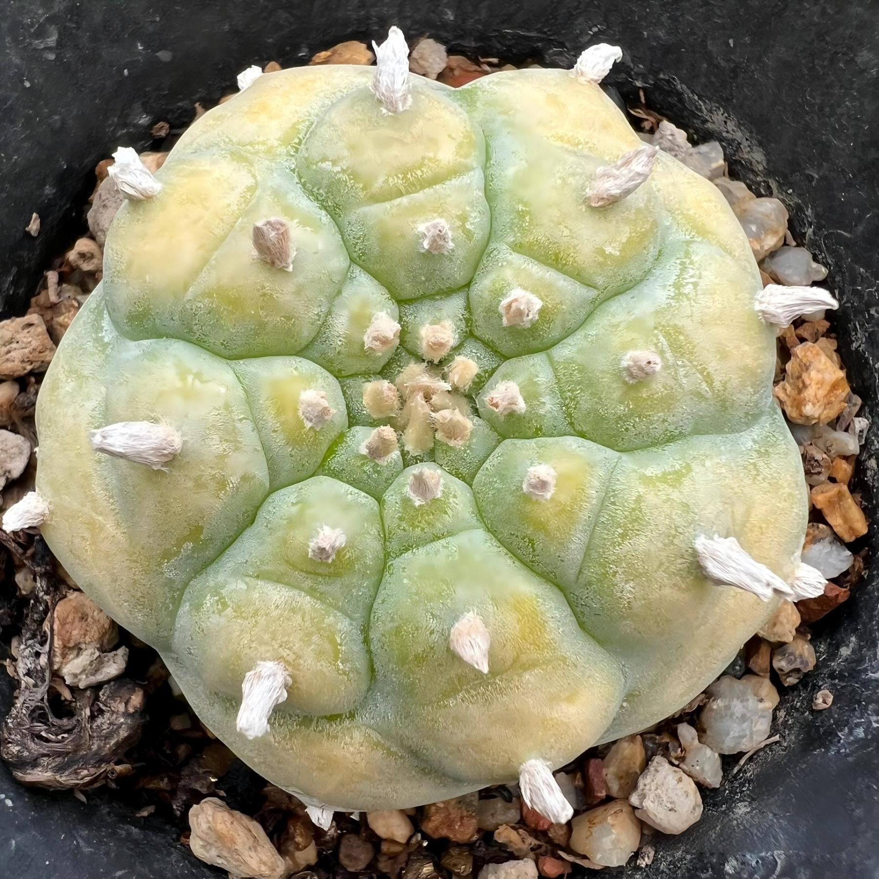 1.5-4cm Lophophora williamsii seedling（radish root）
