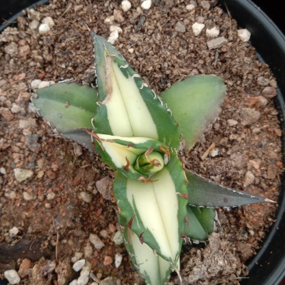 Agave Titanota Fujian White Whale