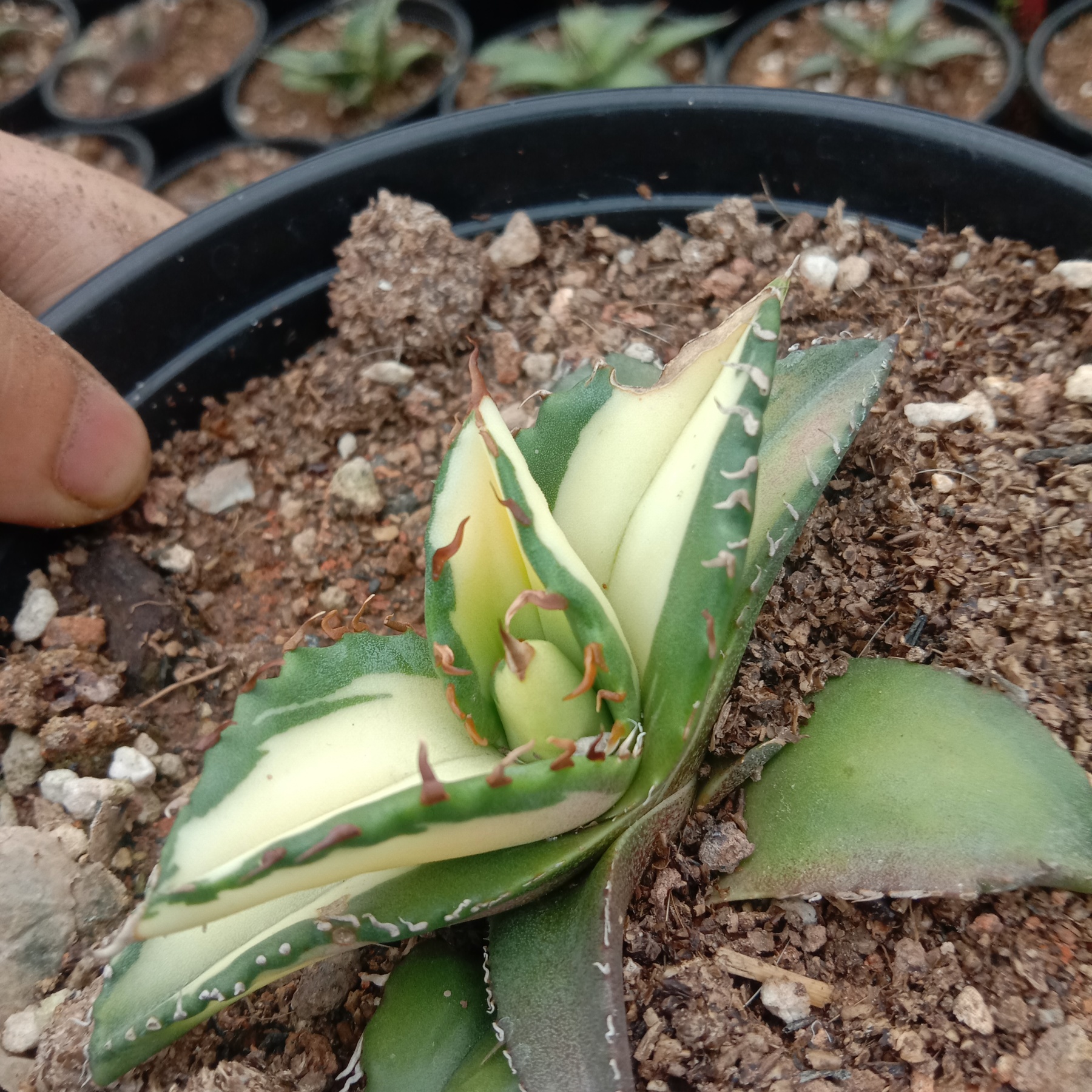 Agave Titanota Fujian White Whale