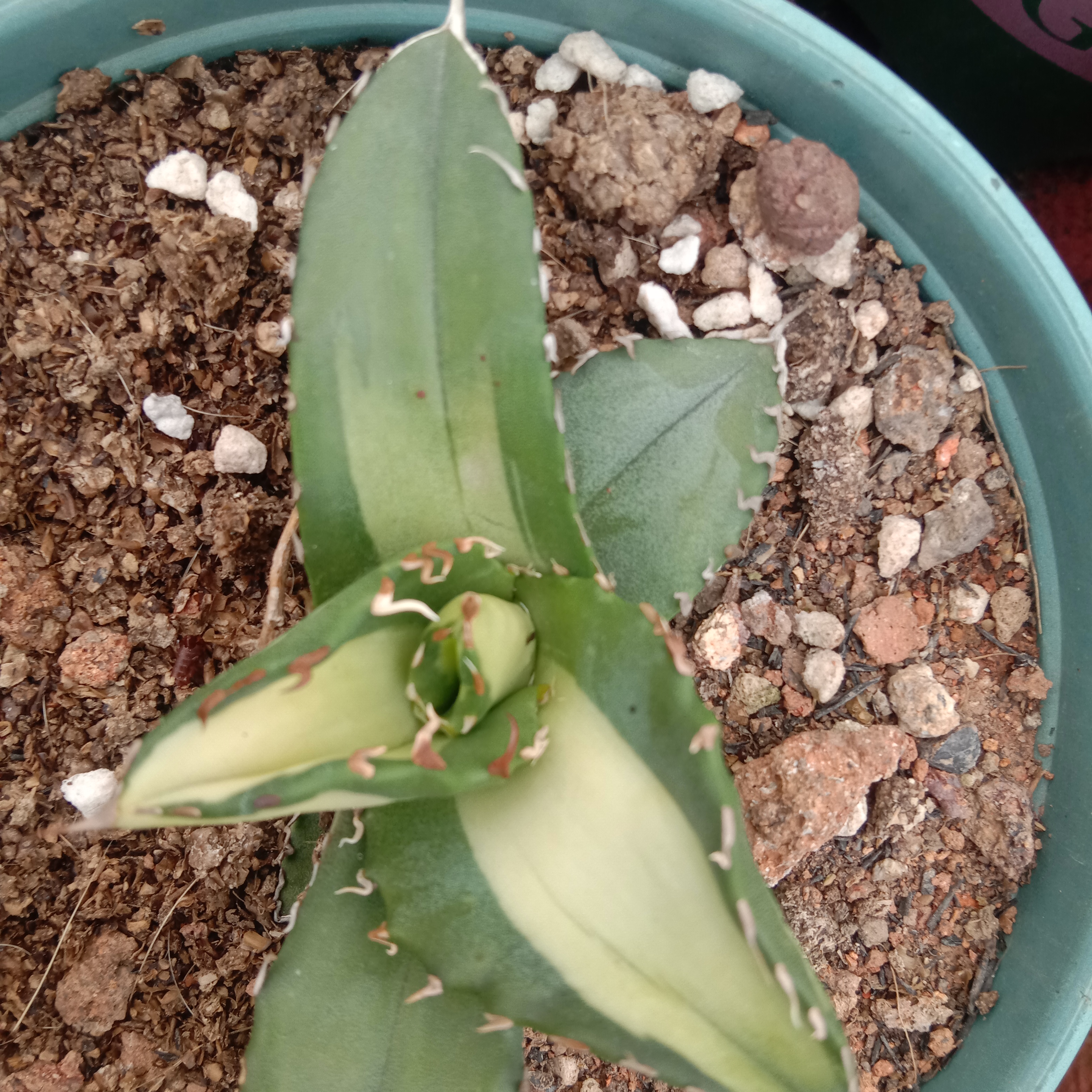 Agave Titanota Fujian White Whale