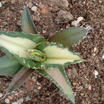Agave Titanota Fujian White Whale
