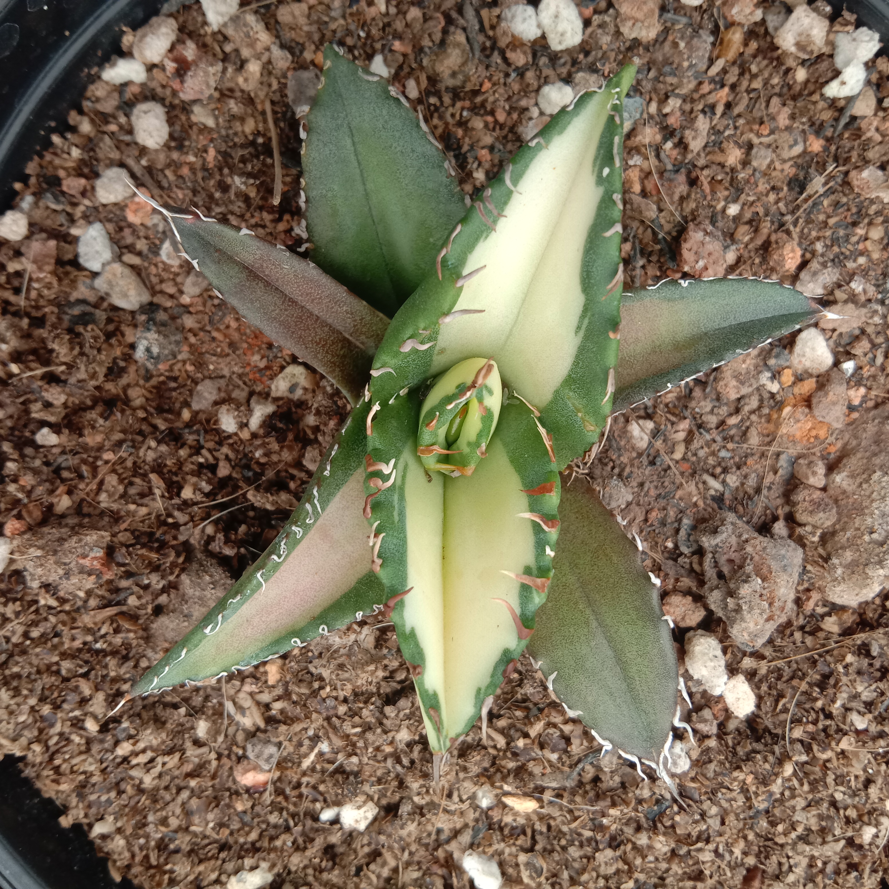 Agave Titanota Fujian White Whale