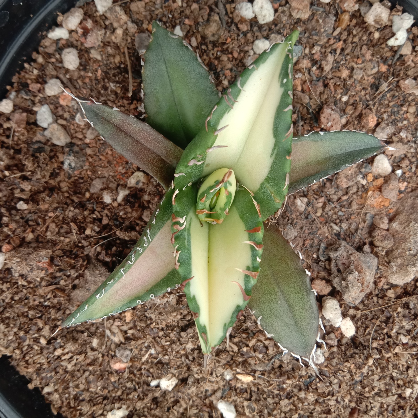 Agave Titanota Fujian White Whale